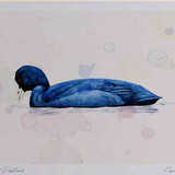 A4 coot adult