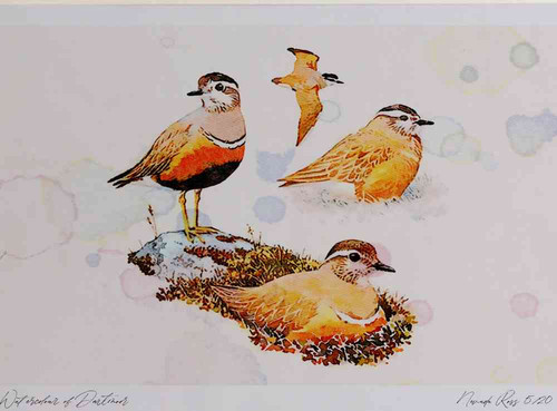 A4 dotterels
