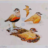 A4 dotterels