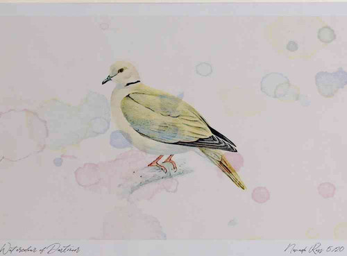 A4 collared dove.jpg