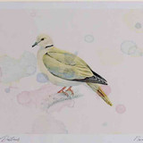 A4 collared dove