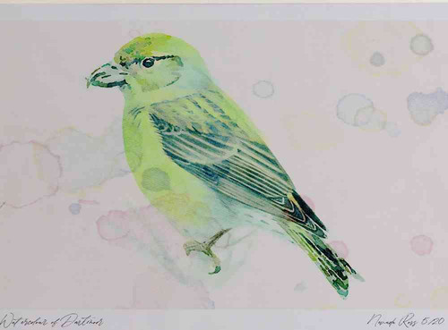 A4 common crossbill female.jpg