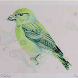 A4 common crossbill female