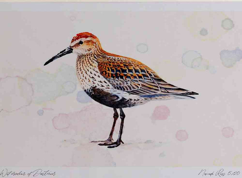 A4 dunlin breeding plumage