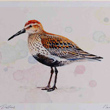 A4 dunlin breeding plumage