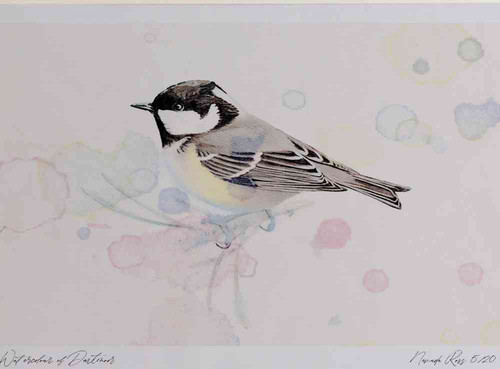A4 coal tit adult.jpg