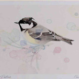 A4 coal tit adult