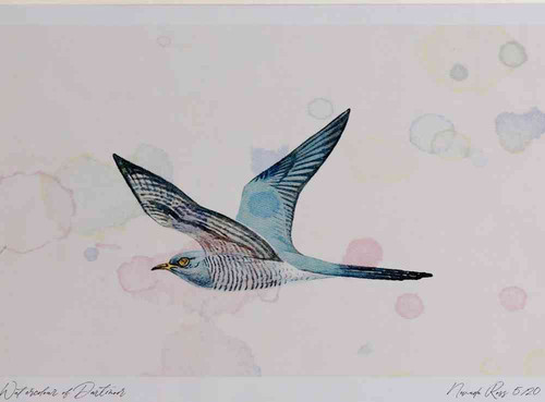 A4 cuckoo male inflight.jpg