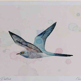 A4 cuckoo male inflight