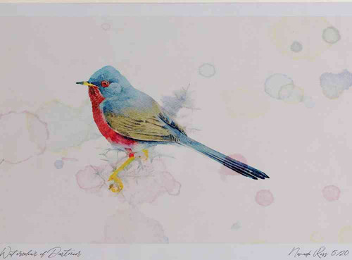 A4 dartford warbler.jpg