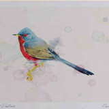 A4 dartford warbler