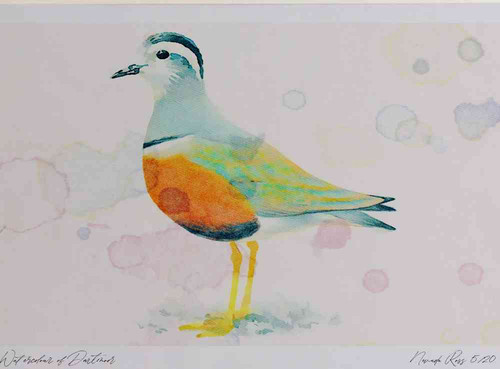 A4 dotterel adult female.jpg