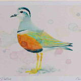 A4 dotterel adult female