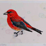 A4 crossbill male