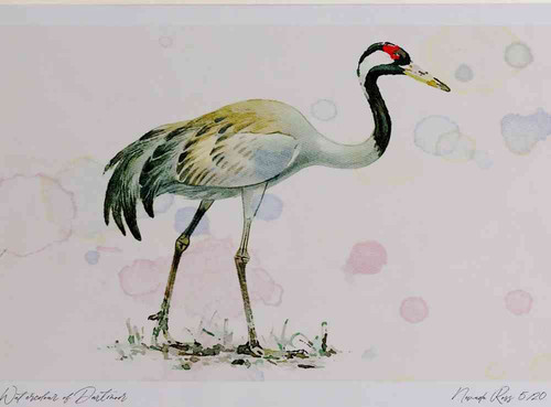 A4 crane adult.jpg