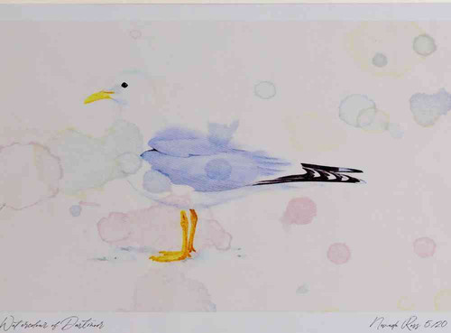 A4 common gull adult breeding plumage.jpg