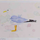 A4 common gull adult breeding plumage