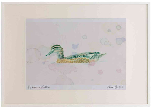 A2 garganey female.jpg