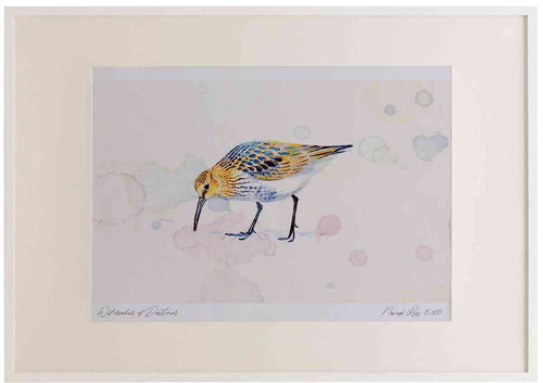 A2 dunlin juvenile.jpg