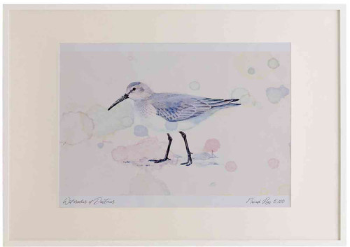 A2 dunlin nonbreeding plumage