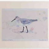 A2 dunlin nonbreeding plumage
