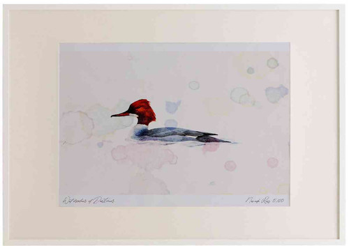 A2 goosander female.jpg