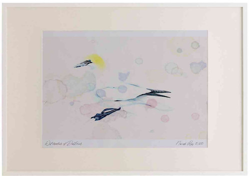 A2 gannet adult.jpg
