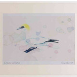 A2 gannet adult