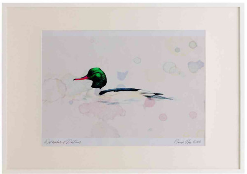 A2 goosander male.jpg