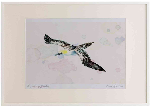 A2 gannet immature.jpg