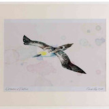 A2 gannet immature