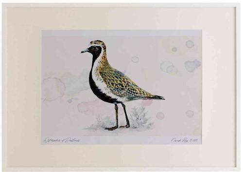 A2 golden plover breeding plumage.jpg