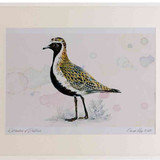 A2 golden plover breeding plumage