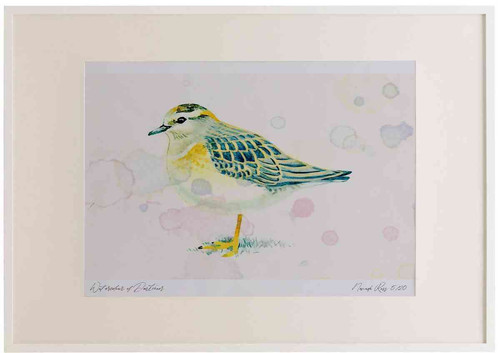 A2 dotterel juvenile.jpg