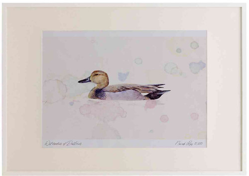A2 gadwall male.jpg