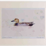 A2 gadwall male