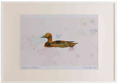 A2 eider female