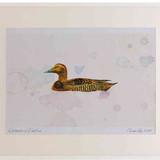 A2 eider female