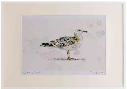 A2 great black backed gull secondwinter.jpg