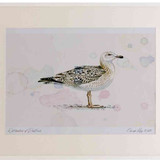 A2 great black backed gull secondwinter