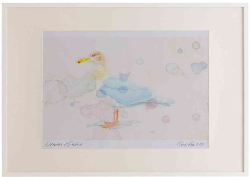 A2 glaucous gull adult nonbreeding plumage.jpg