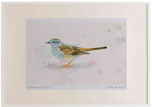 A2 dunnock