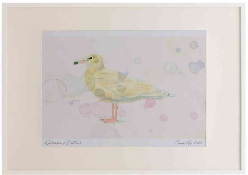 A2 glaucous gull firstwinter.jpg