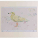 A2 glaucous gull firstwinter