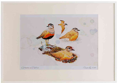 A2 dotterels.jpg