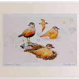 A2 dotterels