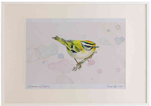 A2 firecrest.jpg