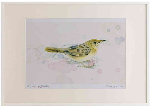 A2 grasshopper warbler adult.jpg