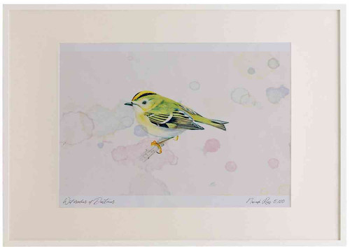 A2 goldcrest adult.jpg
