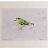 A2 goldcrest adult